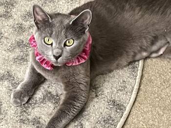 Darcy -  Domestic Short Hair Cat for Adoption in Calverton, Maryland - Darcy | PetCurious