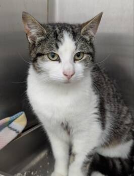 Domestic Short Hair Cats Available for Adoption - Joe Louis | PetCurious