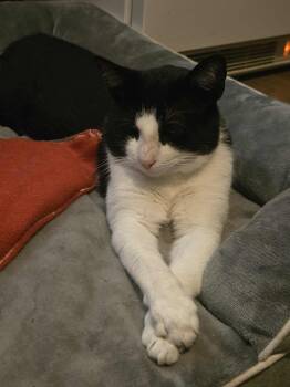 Rescue Domestic Short Hair Cats for Adoption in Shakespeare, Ontario - Davis | PetCurious