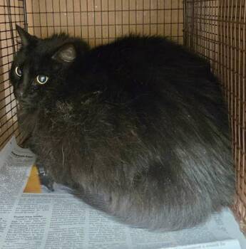 Domestic Long Hair Cats Available for Adoption - Darcy | PetCurious