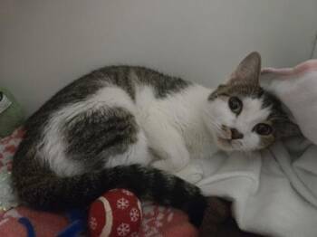 Mara -  Domestic Short Hair Cat for Adoption in Savannah, Georgia - Mara | PetCurious