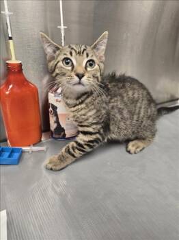 Rescue Domestic Short Hair Cats for Adoption in Hagerstown, Maryland - SUNSHINE | PetCurious