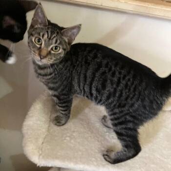Earl - Fun and Social -  Tabby Cat for Adoption in Hoquiam, Washington - Earl - Fun And Social | PetCurious