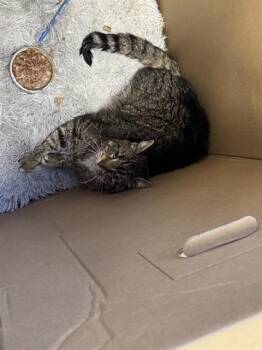 Domestic Short Hair Cats Available for Adoption - OLIVE | PetCurious