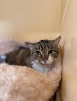 Domestic Short Hair Cats Available for Adoption - GABRIEL | PetCurious