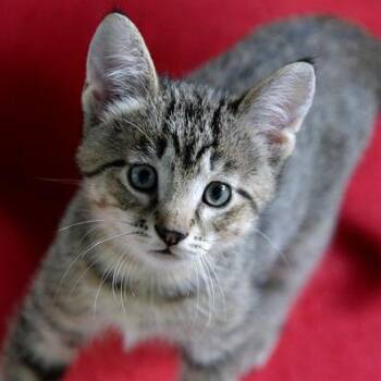 Jameson -  Domestic Short Hair Cat for Adoption in Fort Leavenworth, Kansas - Jameson | PetCurious