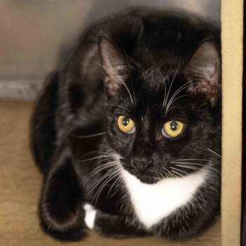 Rescue Domestic Short Hair Cats for Adoption in Wilmington, North Carolina - Little Bit | PetCurious