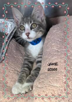 JAMIE -  Domestic Short Hair Cat for Adoption in Marietta, Georgia - JAMIE | PetCurious