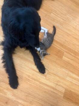 Bonnie -  Tabby Cat for Adoption in San Antonio, Texas - Bonnie | PetCurious
