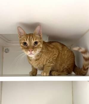 Honey -  Domestic Short Hair Cat for Adoption in Reisterstown, Maryland - Honey | PetCurious