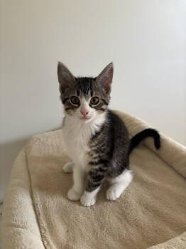 Sophia -  Domestic Short Hair and Tabby Cat for Adoption in Utica, Michigan - Sophia | PetCurious