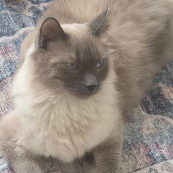 Kachol -  Ragdoll and Tabby Cat for Adoption in Huntington, Massachusetts - Kachol | PetCurious