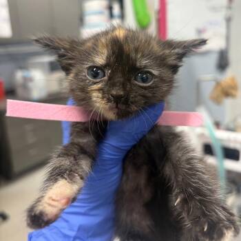 Scorch -  Domestic Short Hair Cat for Adoption in Milton, Florida - Scorch | PetCurious