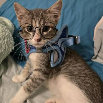 Rescue Domestic Short Hair Cats for Adoption in Evanston, Illinois - Lentil | PetCurious