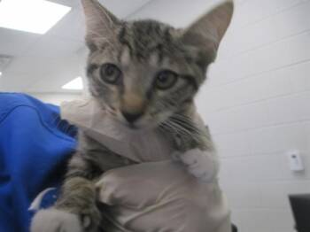 A384874 -  Domestic Short Hair Cat for Adoption in Ocala, Florida - A384874 | PetCurious