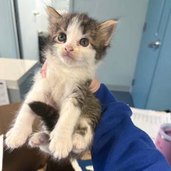 Tony Stark -  Domestic Short Hair Cat for Adoption in Greensboro, North Carolina - Tony Stark | PetCurious