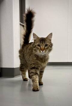 Tigger -  Domestic Long Hair Cat for Adoption in Kalamazoo, Michigan - Tigger | PetCurious