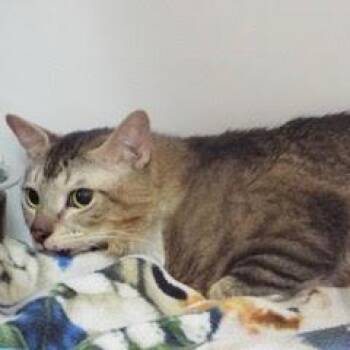 Rescue Tabby Cats for Adoption in Green Valley, Arizona - Panchi | PetCurious