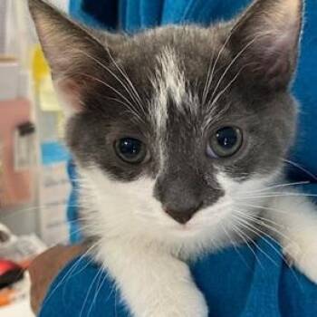 Rescue Domestic Short Hair Cats for Adoption in Ocean Isle Beach, North Carolina - Tater | PetCurious