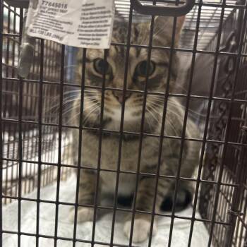 Domestic Short Hair Cats Available for Adoption - C4 | PetCurious