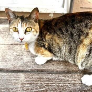 Candace - Lovely Calico -  Calico Cat for Adoption in Hoquiam, Washington - Candace - Lovely Calico | PetCurious