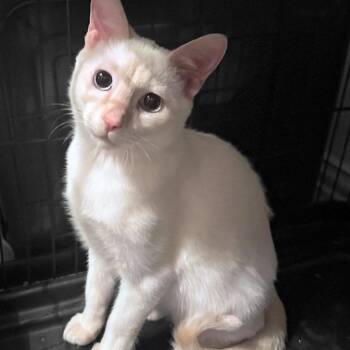 Gunther -  Domestic Short Hair Cat for Adoption in Houston, Texas - Gunther | PetCurious