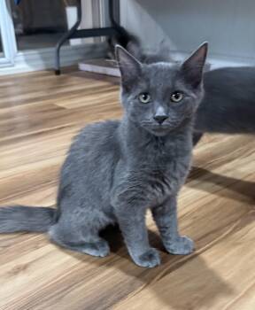 Alina Solis -  Domestic Short Hair Cat for Adoption in Stowe, Pennsylvania - Alina Solis | PetCurious