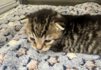 Fez -  Domestic Short Hair Cat for Adoption in West Chester, Pennsylvania - Fez | PetCurious