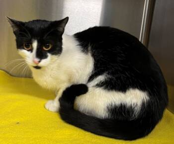 Rescue Domestic Short Hair Cats for Adoption in Pocatello, Idaho - Blaze 45466 | PetCurious