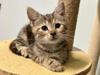 Eliana -  Domestic Short Hair Cat for Adoption in Raleigh, North Carolina - Eliana | PetCurious