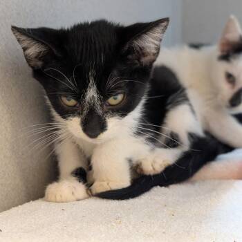 Edamame -  Domestic Short Hair Cat for Adoption in Pittsburgh, Pennsylvania - Edamame | PetCurious