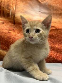 Neptune -  Domestic Short Hair Cat for Adoption in San Antonio, Texas - Neptune | PetCurious
