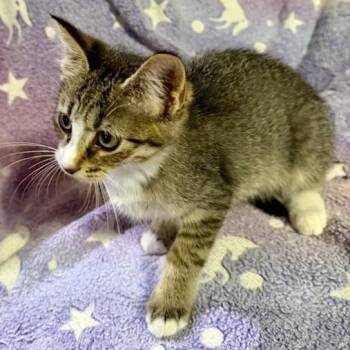 Coach -  Domestic Medium Hair Cat for Adoption in Jupiter, Florida - Coach | PetCurious