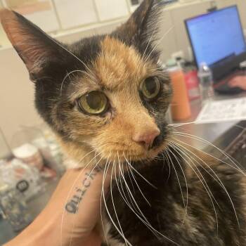 Callie -  Domestic Short Hair Cat for Adoption in Chicago, Illinois - Callie | PetCurious