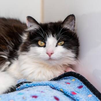 Giselle -  Domestic Long Hair Cat for Adoption in New York, New York - Giselle | PetCurious