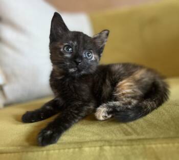 S’mores -  Domestic Medium Hair Cat for Adoption in Blanchard, Oklahoma - S’mores | PetCurious