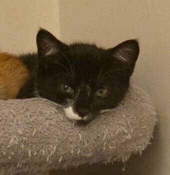 Bowie -  Domestic Short Hair Cat for Adoption - Bowie | PetCurious