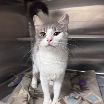 Flora 29862 -  Domestic Medium Hair Cat for Adoption in Middleburg, Florida - Flora 29862 | PetCurious