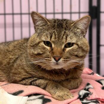 Fonzo -  Domestic Short Hair Cat for Adoption in Davenport, Iowa - Fonzo | PetCurious
