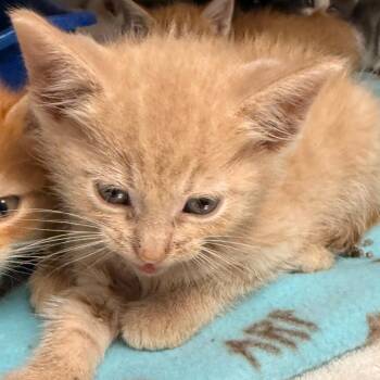 Bidwell -  Domestic Short Hair Cat for Adoption in Evansville, Indiana - Bidwell | PetCurious