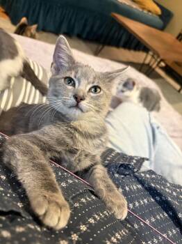 Sekoto -  Domestic Short Hair Cat for Adoption in Chicago, Illinois - Sekoto | PetCurious