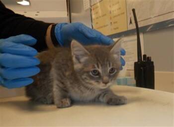 Domestic Long Hair Cats Available for Adoption in San Jose, California - A1406586 | PetCurious