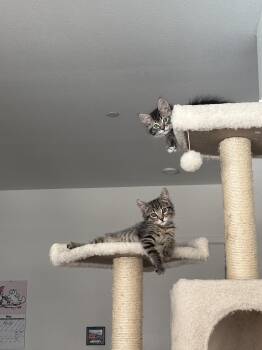 Lavender & Sprouts (Bonded Pair) -  Domestic Medium Hair Cat for Adoption in Davis, California - Lavender & Sprouts (Bonded Pair) | PetCurious