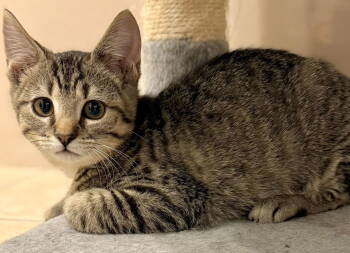 Rescue Domestic Short Hair Cats for Adoption in Oviedo, Florida - Hyphen | PetCurious