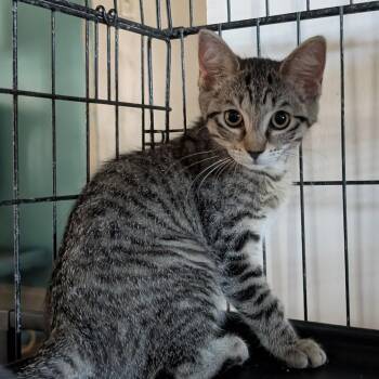 Boysenberry -  Domestic Short Hair Cat for Adoption in Fort Lauderdale, Florida - Boysenberry | PetCurious
