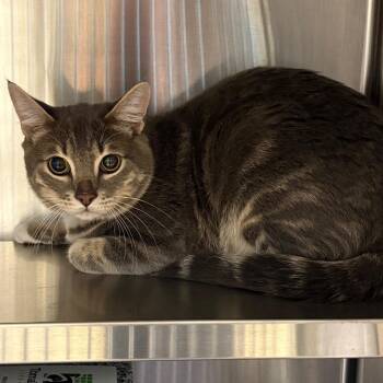 River -  Domestic Short Hair Cat for Adoption in League City, Texas - River | PetCurious