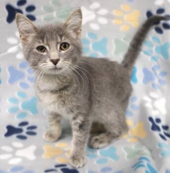 Tundra -  Domestic Short Hair Cat for Adoption in Thief River Falls, Minnesota - Tundra | PetCurious