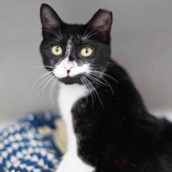 Girly Girl -  Domestic Short Hair Cat for Adoption in Atlanta, Georgia - Girly Girl | PetCurious