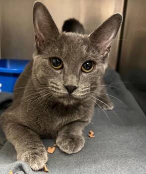Teddy Swims -  Domestic Short Hair Cat for Adoption in Ocala, Florida - Teddy Swims | PetCurious