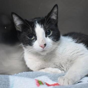 Domestic Short Hair Cats Available for Adoption in Flagstaff, Arizona - Millie | PetCurious